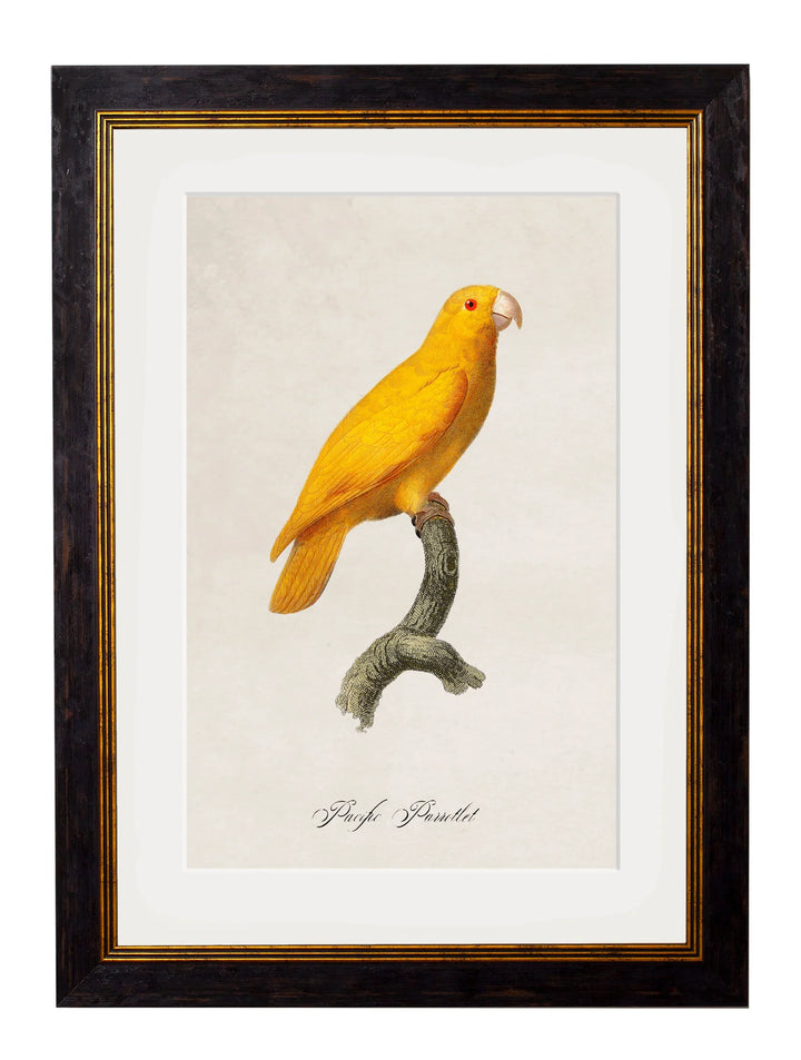 C.1800's Collection of Parrots - TheArtistsQuarter