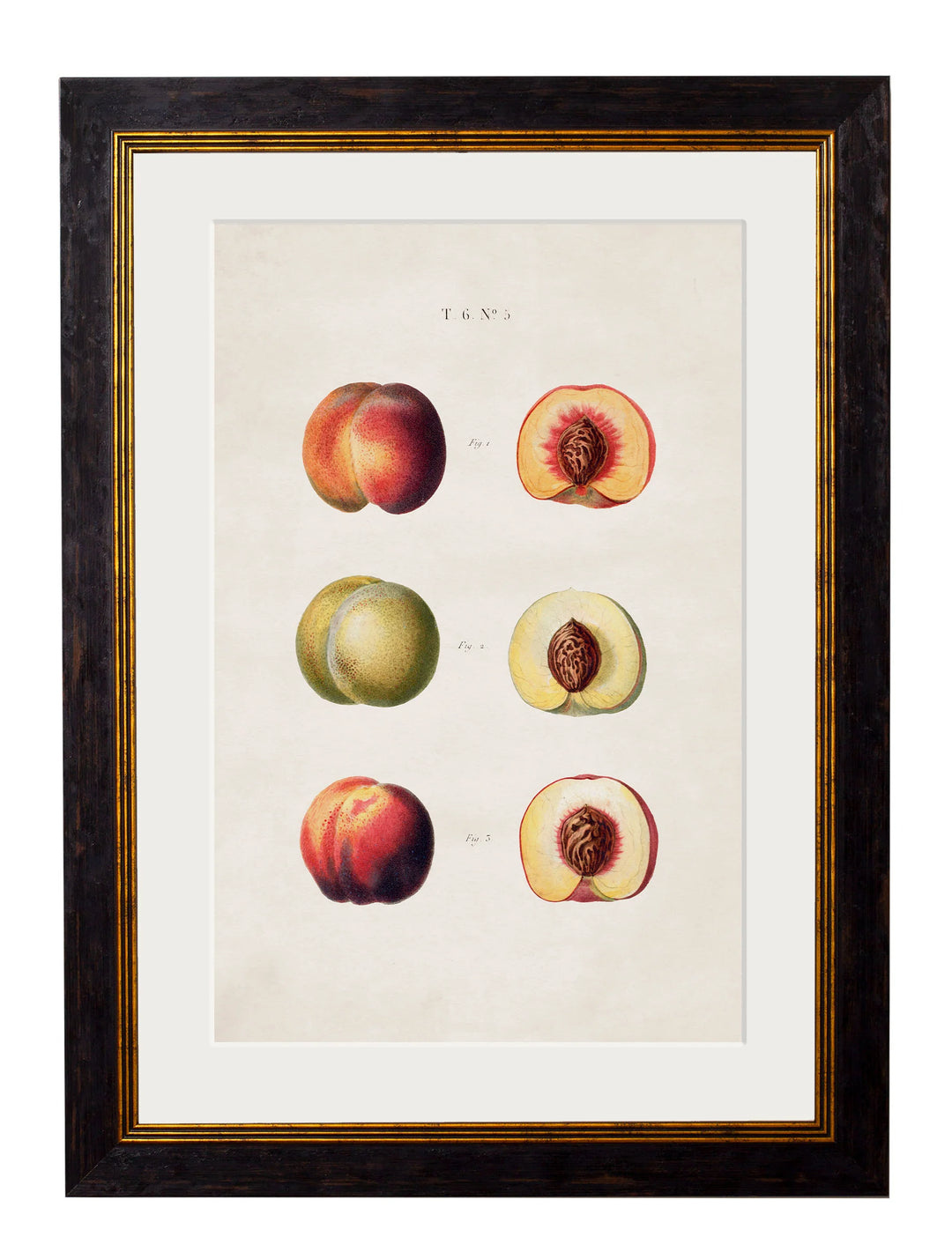 c.1819 Study of British Fruit - TheArtistsQuarter