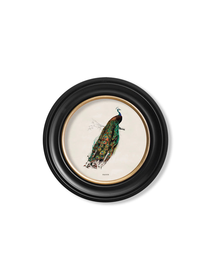 c.1847 Peacock in Round Frame - TheArtistsQuarter