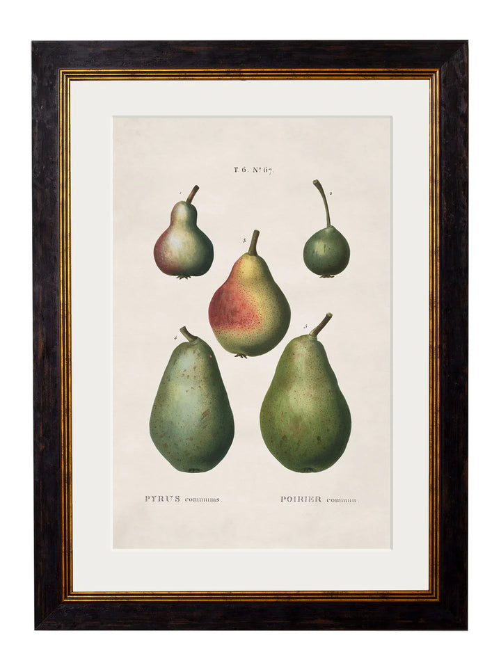 c.1819 Study of British Fruit - TheArtistsQuarter