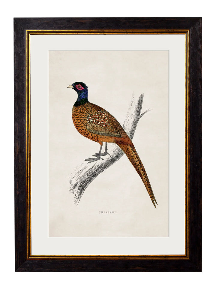 c.1850's Pheasant - TheArtistsQuarter