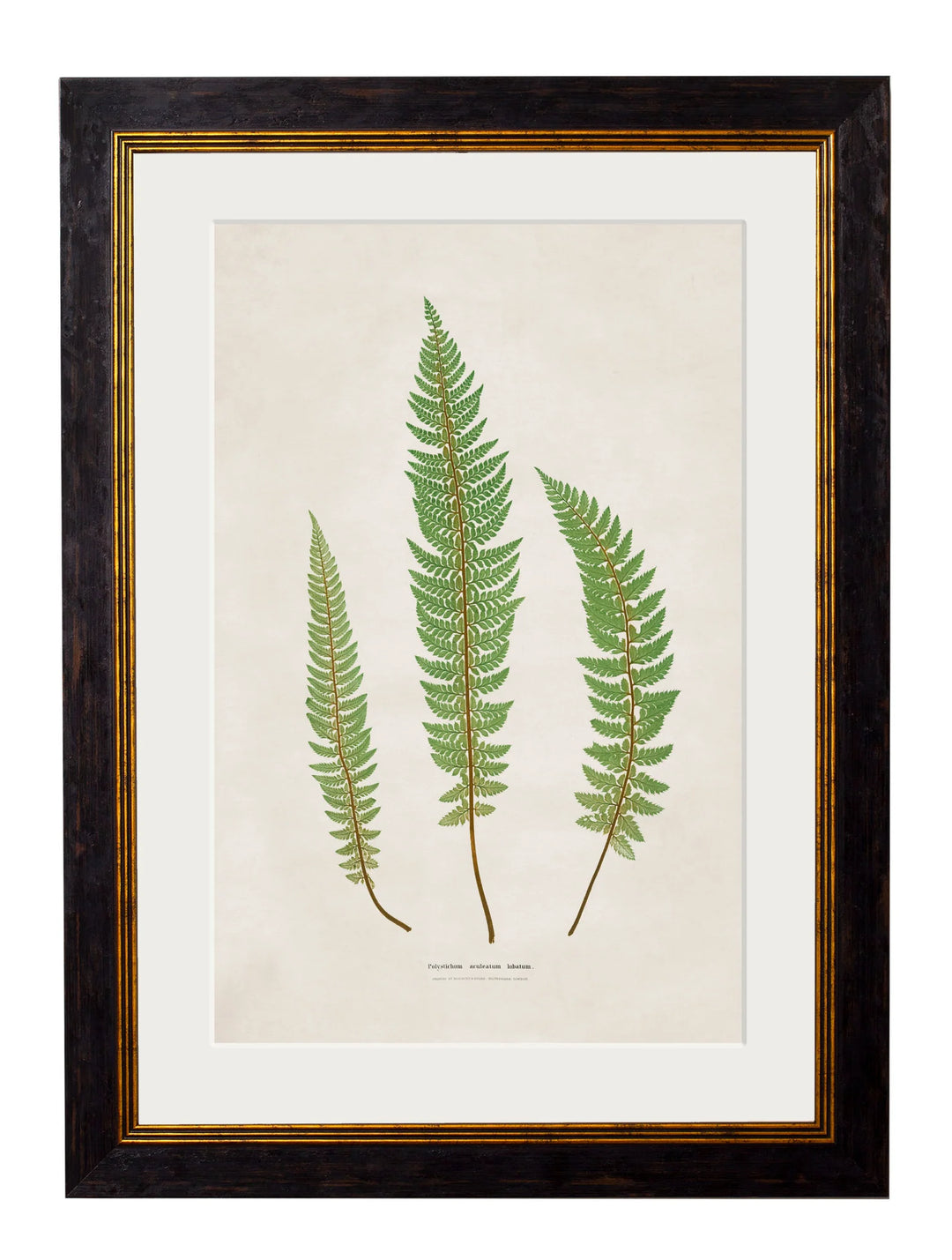 c.1831 Collection of Ferns - TheArtistsQuarter