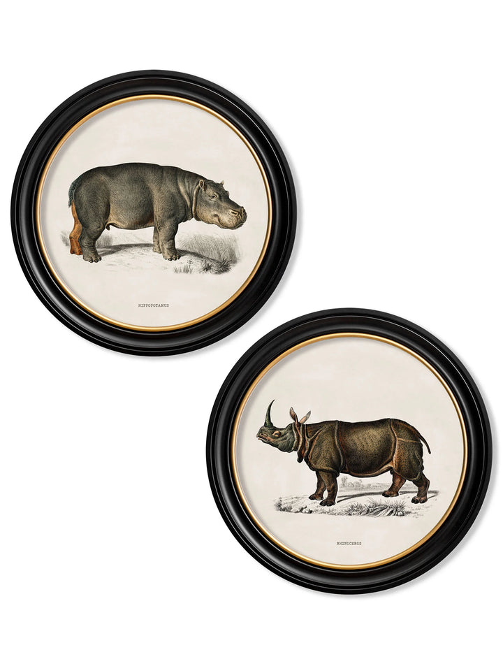 c.1846 Rhino & Hippo - Round Frames - TheArtistsQuarter