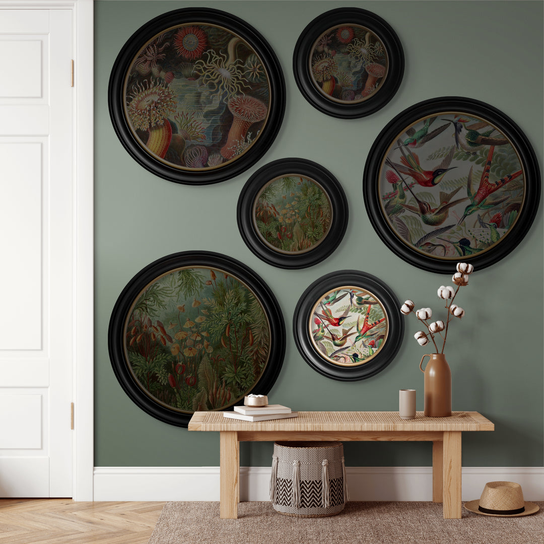 C.1904 Haeckel Flora And Fauna Round Frames - TheArtistsQuarter