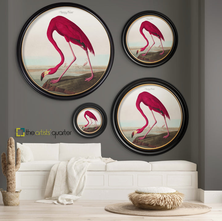 C.1838 Audubon's American Flamingo Round Frame - TheArtistsQuarter