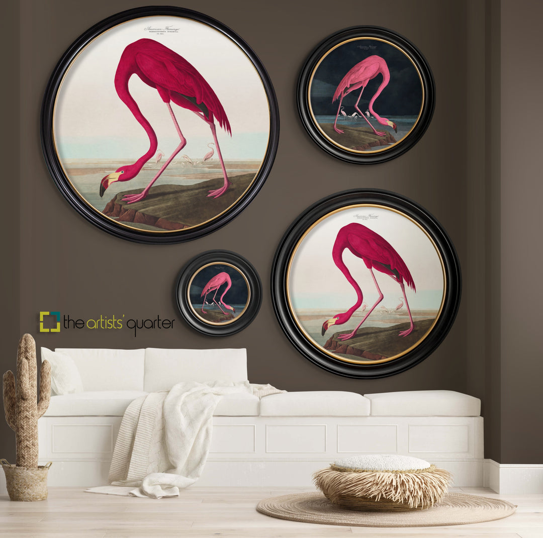 C.1838 Audubon's American Flamingo Round Frame - TheArtistsQuarter