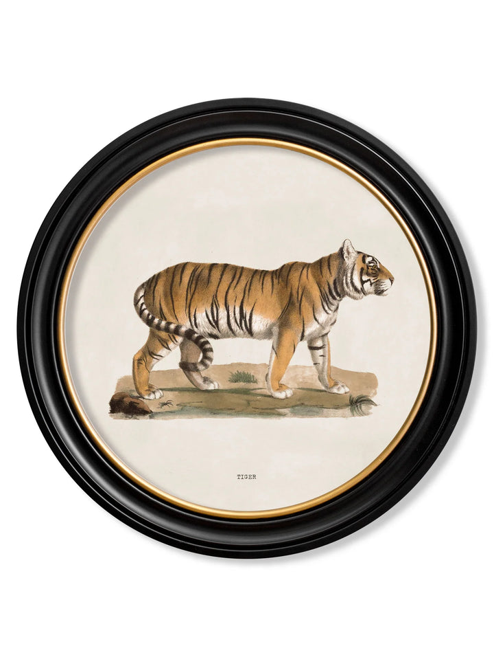 c.1824 Tiger - Round Frame - TheArtistsQuarter