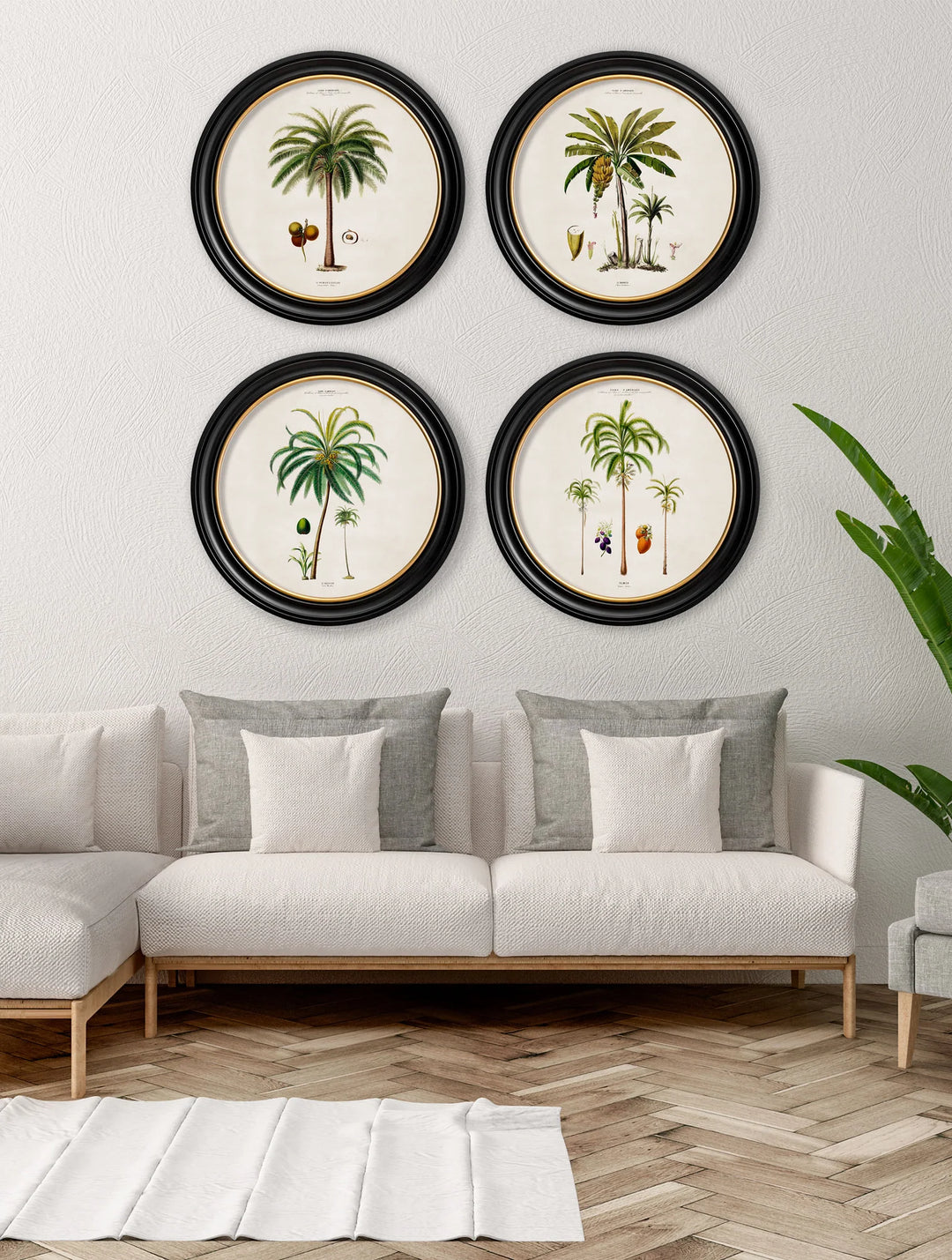 c.1843 Studies of South American Palm Trees in Round Frames - TheArtistsQuarter