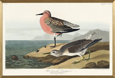 Red Breasted Sandpiper By John James Audubon - TheArtistsQuarter