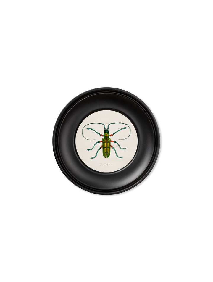 C.1835 Collection Of Beetles In Mini Round Frames - TheArtistsQuarter