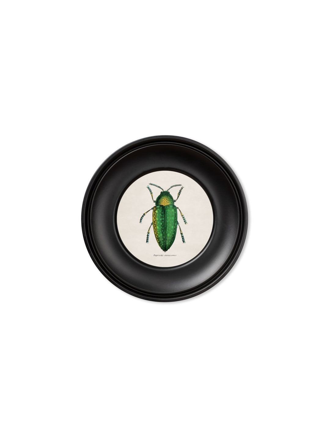 C.1835 Collection Of Beetles In Mini Round Frames - TheArtistsQuarter