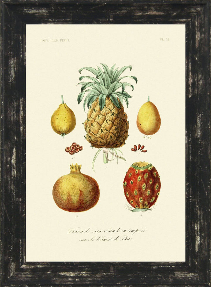 Antique Fruit & Vegetables Set Of Six - TheArtistsQuarter