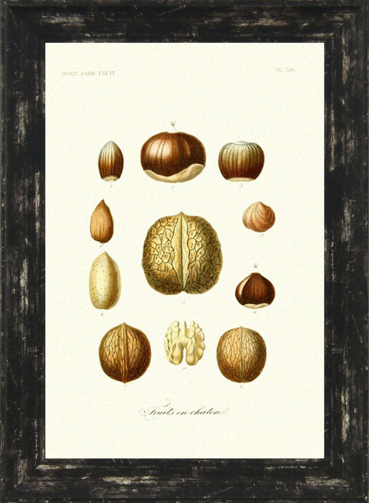 Antique Fruit & Vegetables VI - TheArtistsQuarter