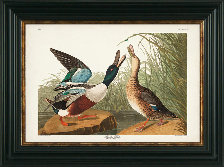 Water Birds X By James Audubon Shoveller Duck - TheArtistsQuarter