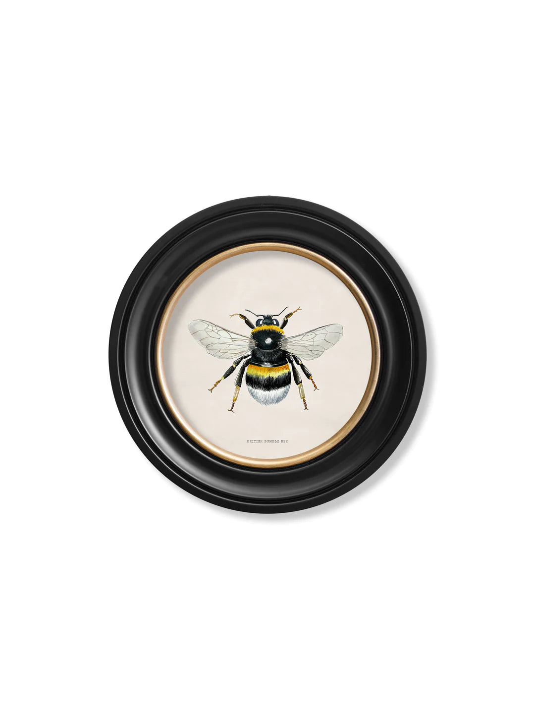 C1892 British Bees Round Frame - TheArtistsQuarter