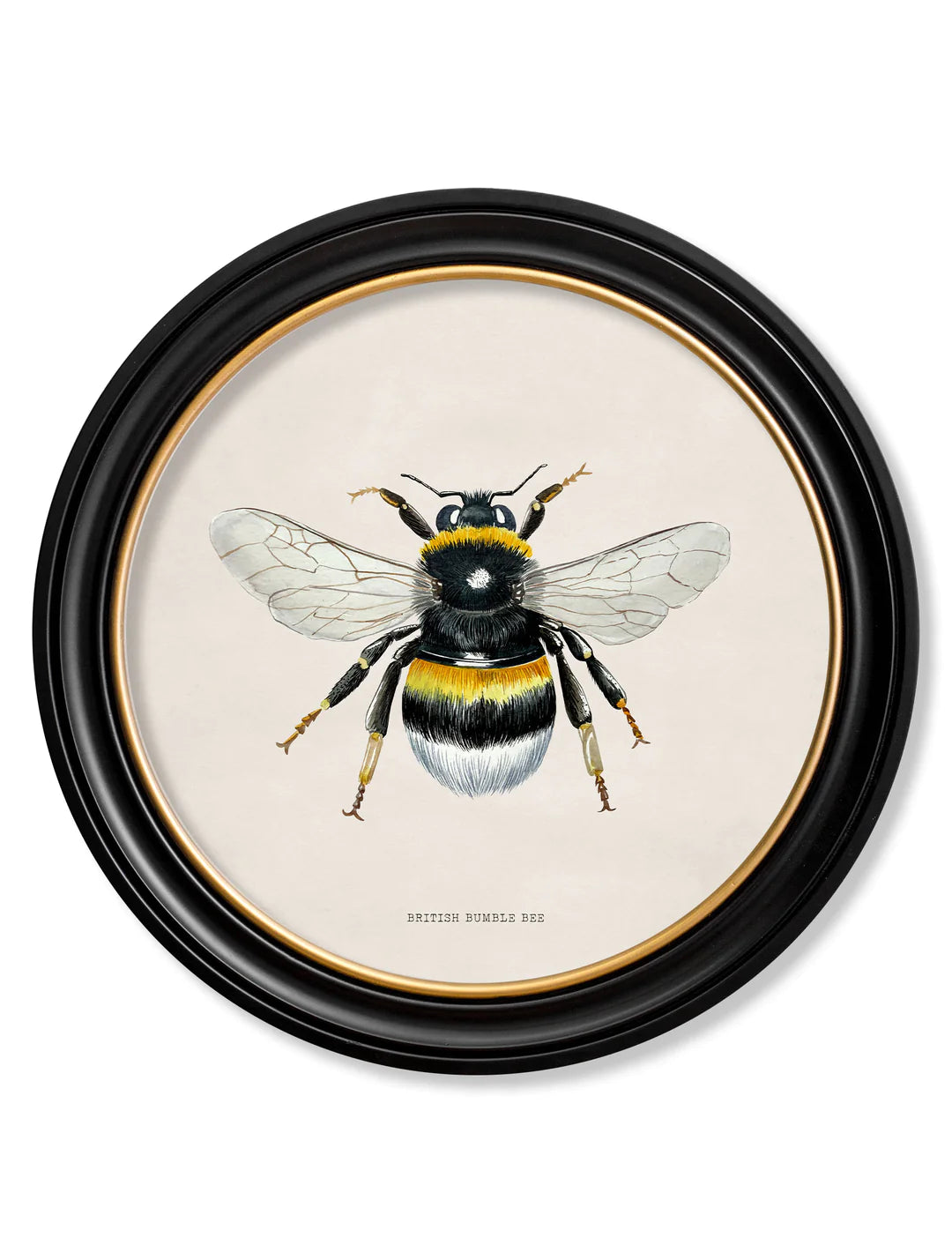 C1892 British Bees Round Frame - TheArtistsQuarter