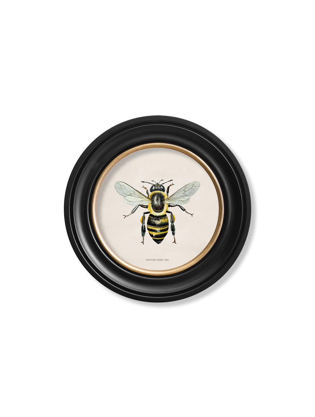 C1892 British Bees Round Frame - TheArtistsQuarter