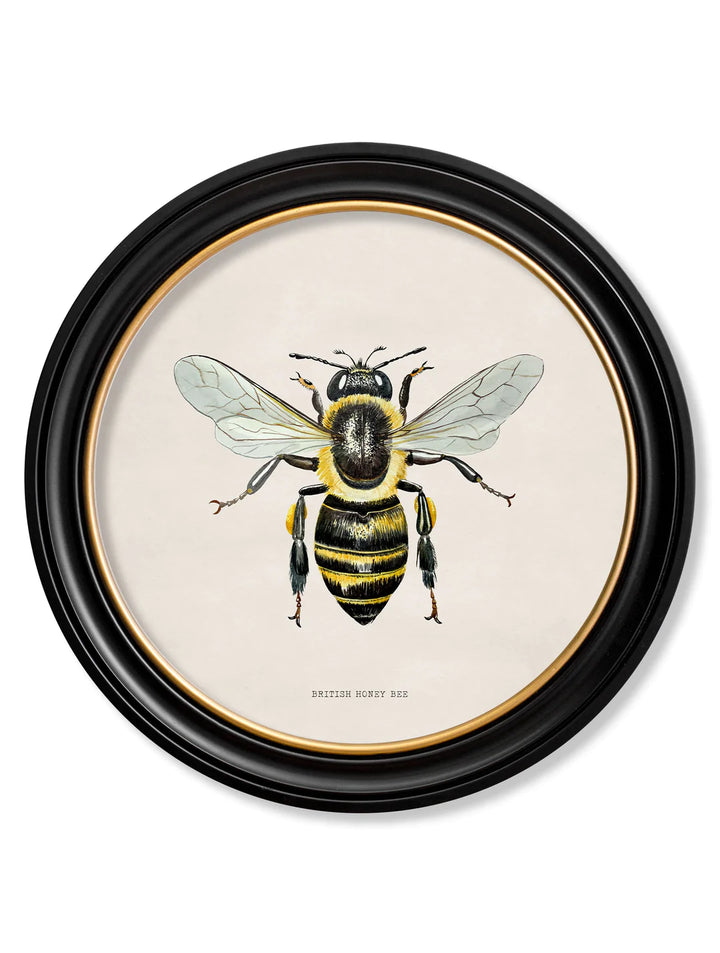 C1892 British Bees Round Frame - TheArtistsQuarter