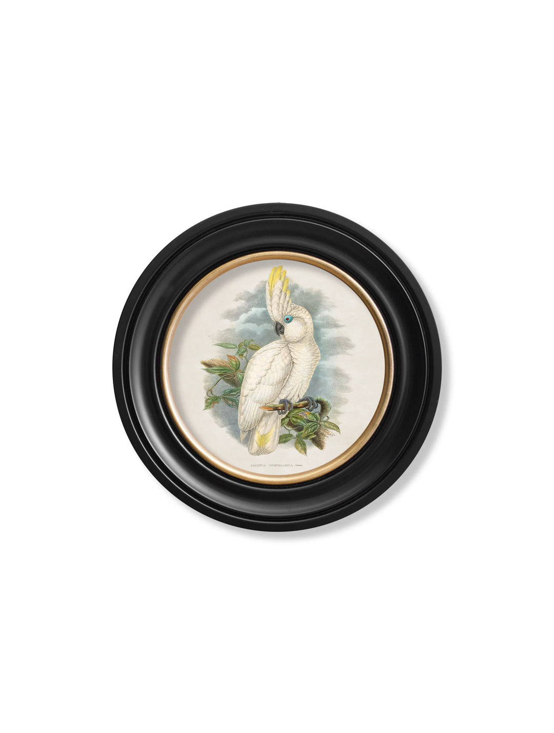 c.1875 Cockatoos In Round Frames - TheArtistsQuarter