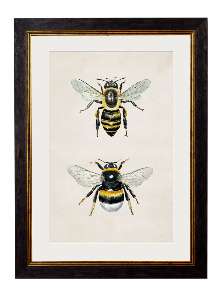 Honey and Bumble Bee - TheArtistsQuarter