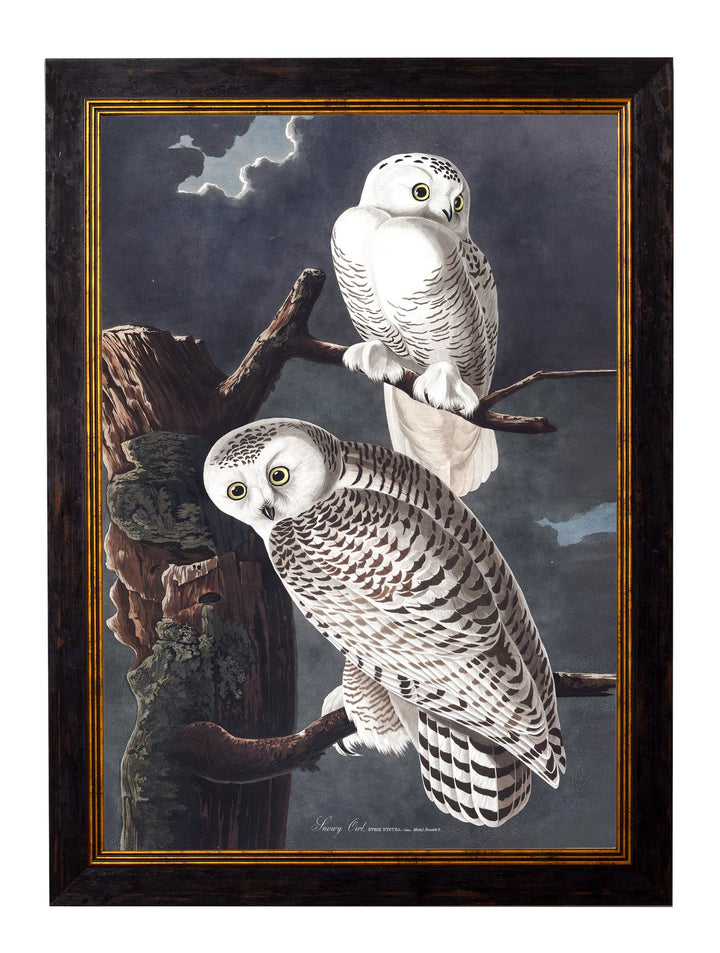 c.1838 Audubon's Owls - TheArtistsQuarter