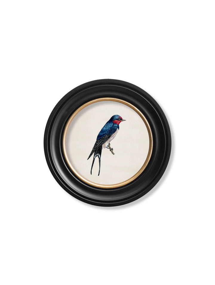 Swallows In Round Frames - TheArtistsQuarter