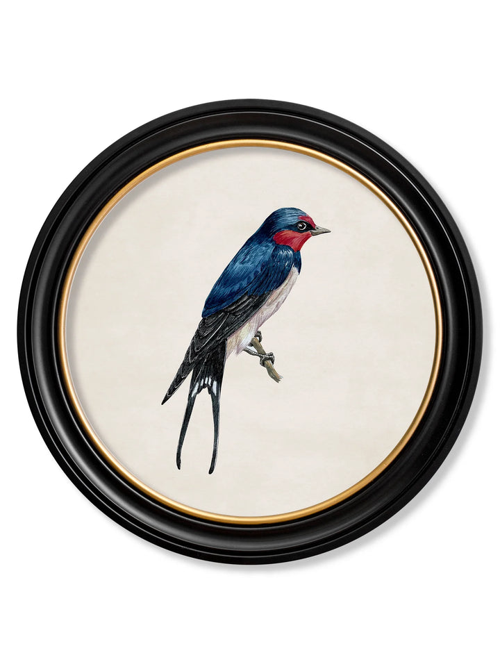 Swallows In Round Frames - TheArtistsQuarter