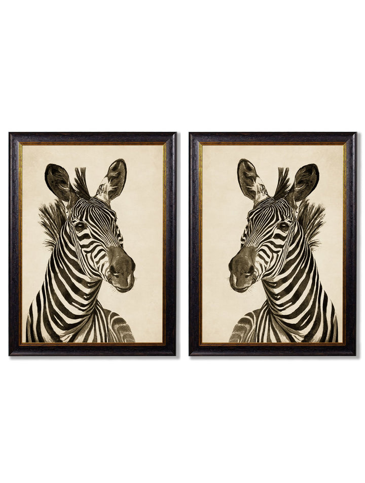 c1890 Zebra Illustrations - TheArtistsQuarter