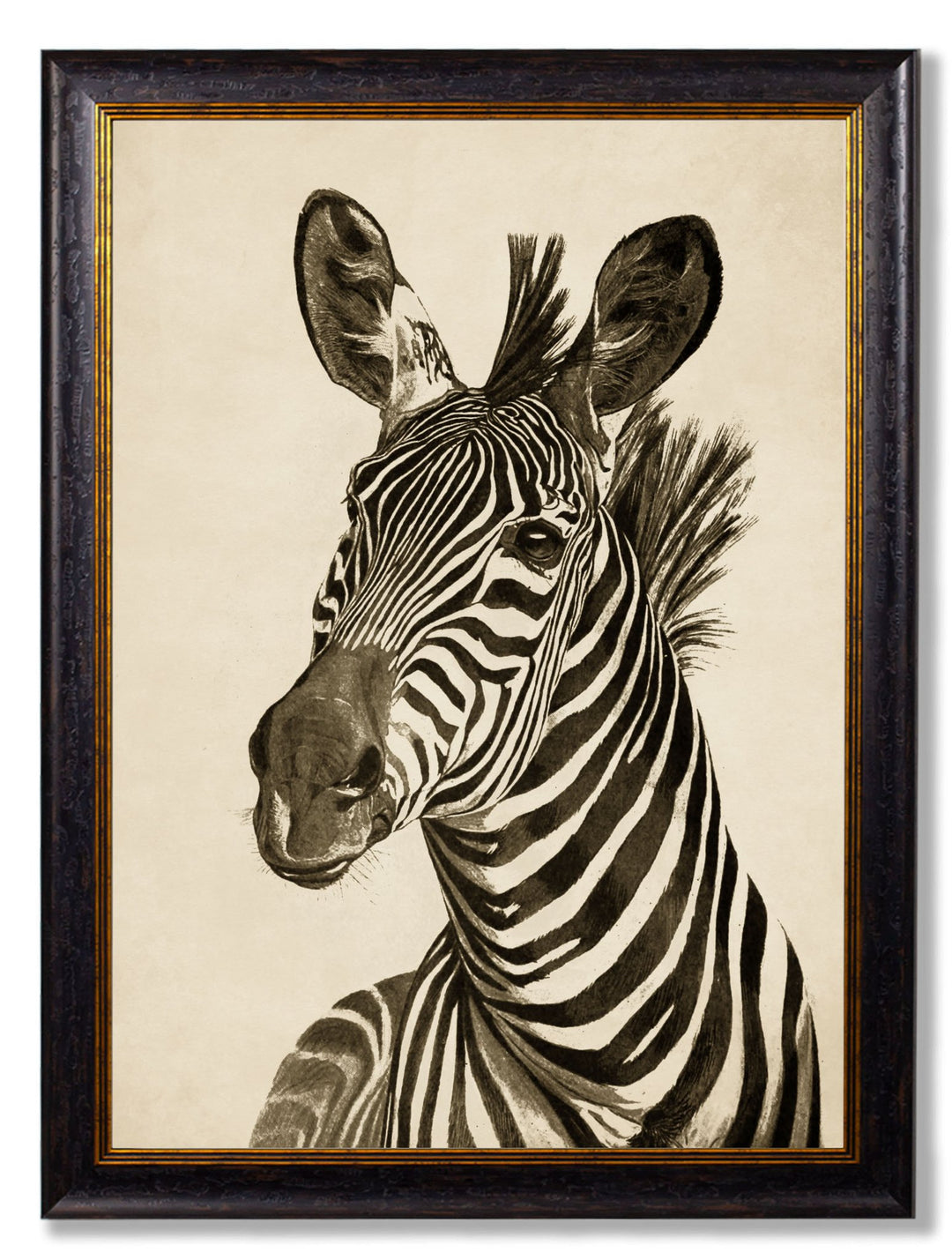 c1890 Zebra Illustrations - TheArtistsQuarter