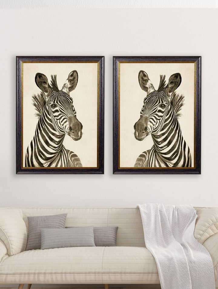 c1890 Zebra Illustrations - TheArtistsQuarter