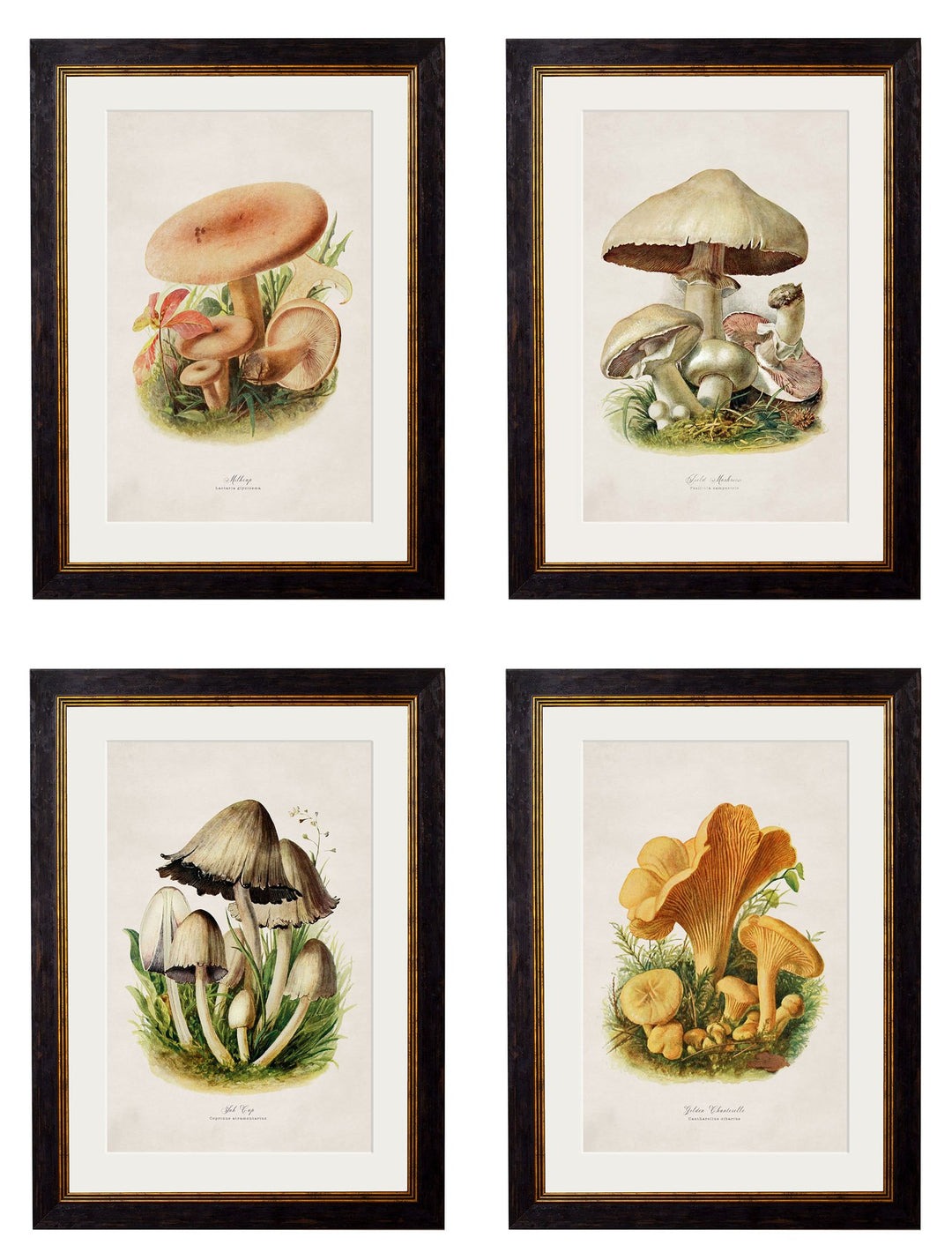 c.1913 Edible Mushrooms - TheArtistsQuarter