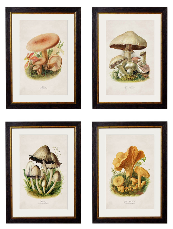 c.1913 Edible Mushrooms - TheArtistsQuarter