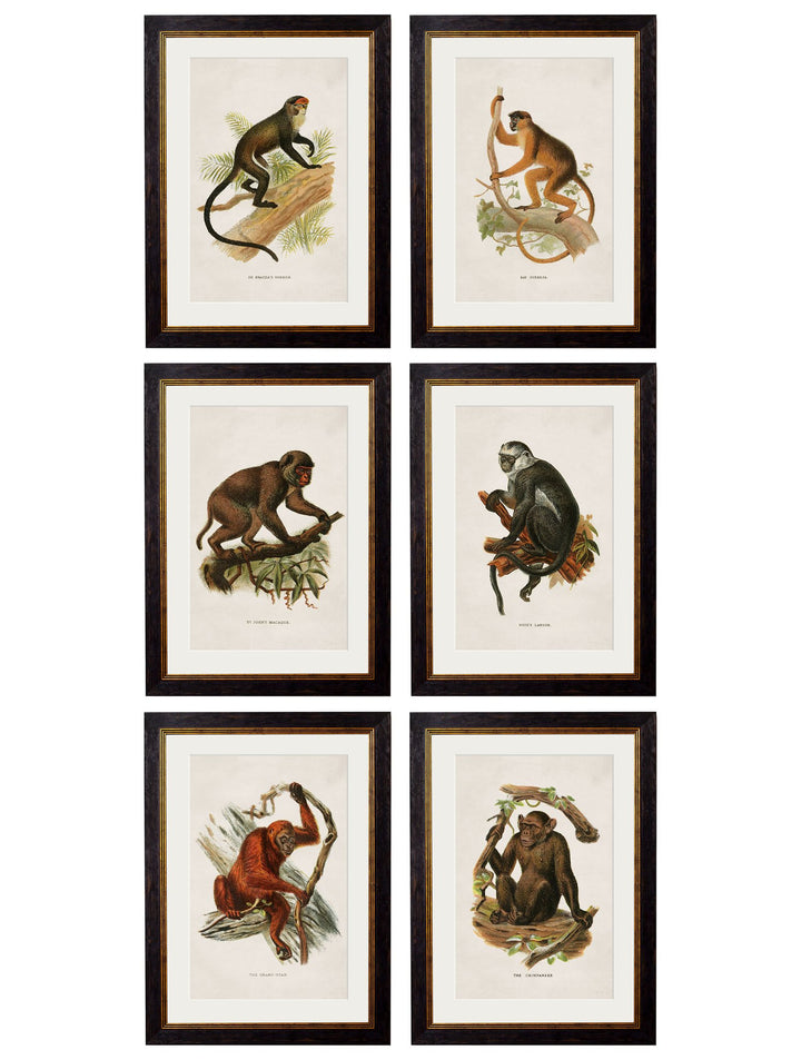 c.1910 Collection of Primates - TheArtistsQuarter