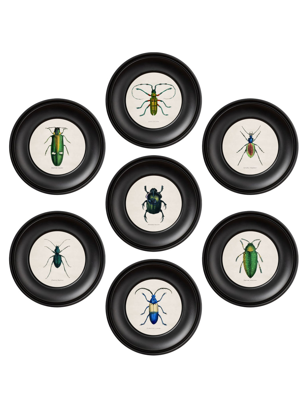 C.1835 Collection Of Beetles In Mini Round Frames - TheArtistsQuarter