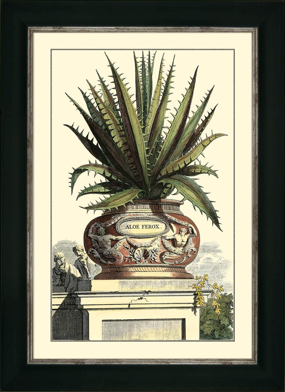 ANTIQUE ALOE I By Abraham Munting - TheArtistsQuarter