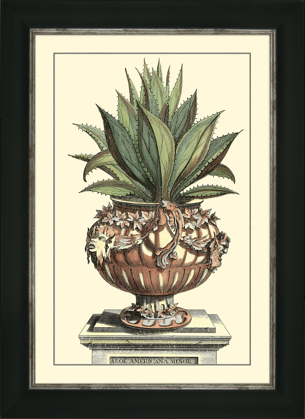 ANTIQUE ALOE IV Abraham Munting - TheArtistsQuarter