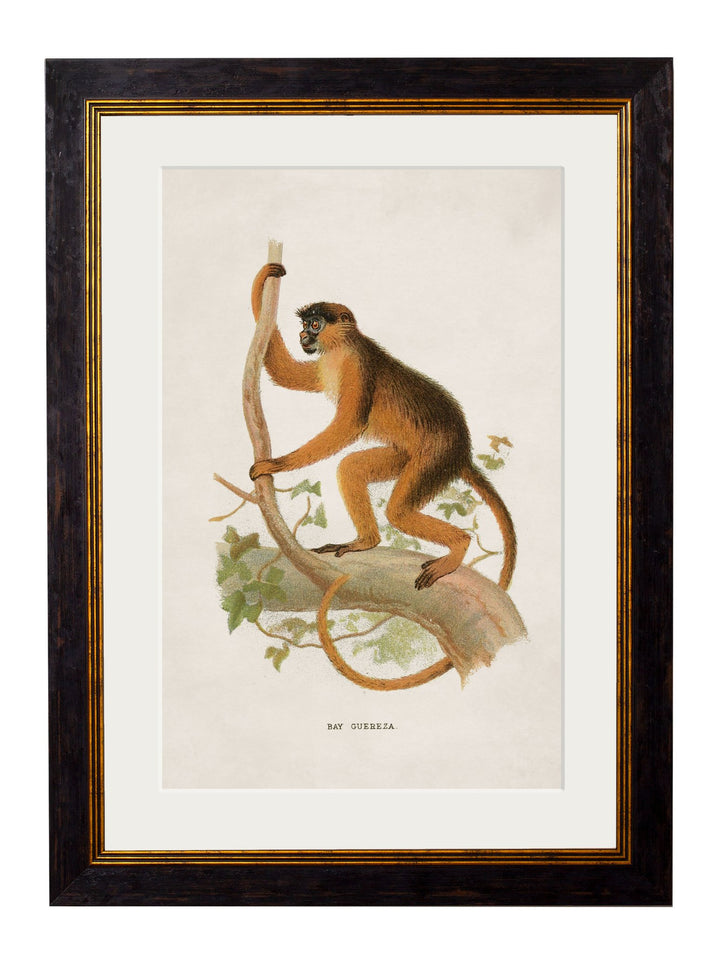 c.1910 Collection of Primates - TheArtistsQuarter