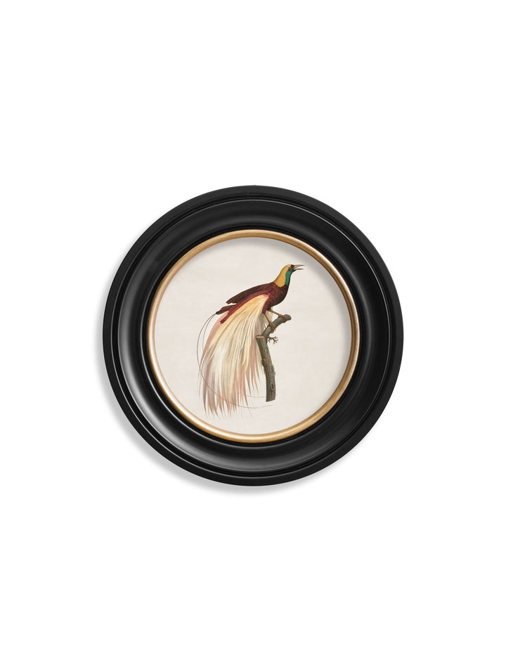 c.1809 Birds of Paradise - Round Frames - TheArtistsQuarter