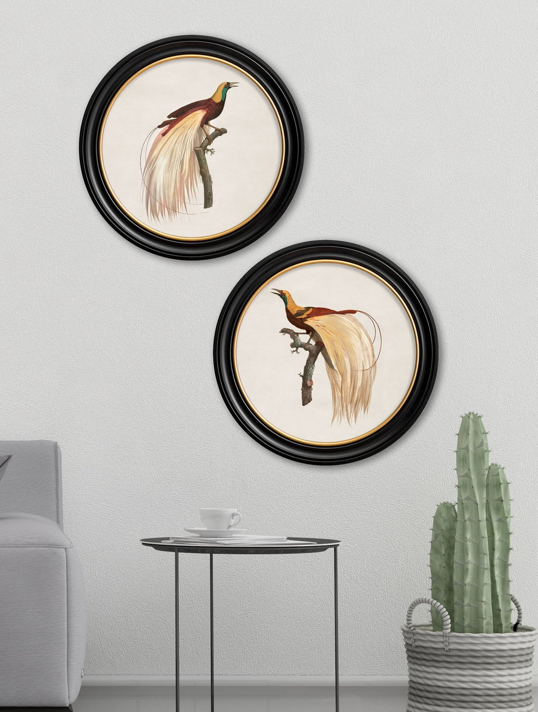 c.1809 Birds of Paradise - Round Frames - TheArtistsQuarter