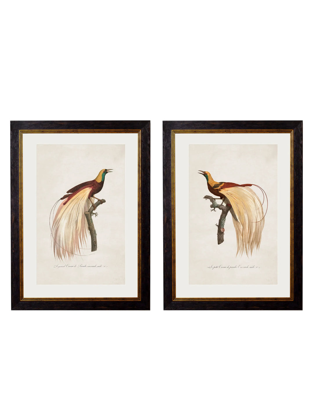 c.1809 Birds of Paradise - TheArtistsQuarter