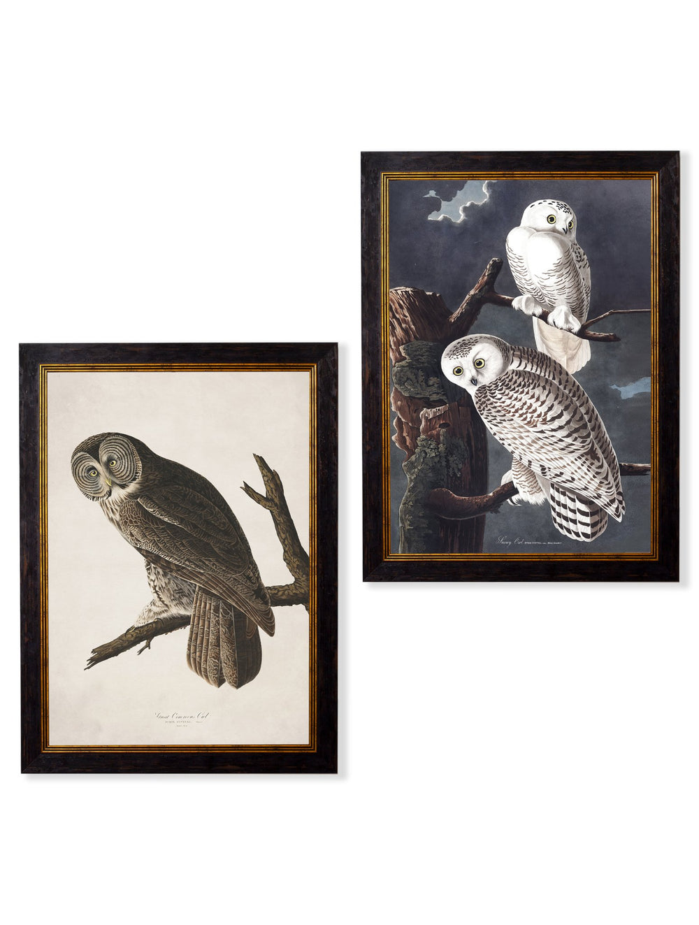 c.1838 Audubon's Owls - TheArtistsQuarter