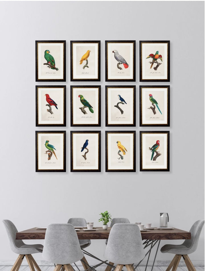 C.1800's Collection of Parrots - TheArtistsQuarter