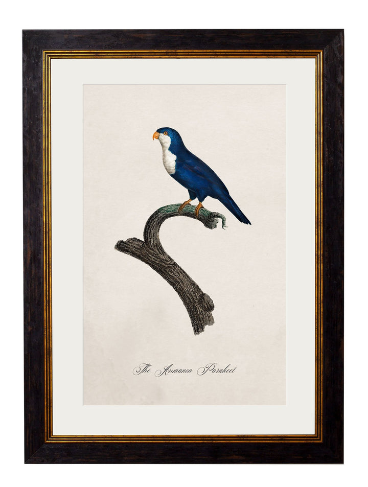 C.1800's Collection of Parrots - TheArtistsQuarter