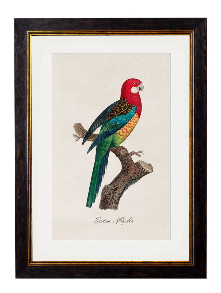 C.1800's Collection of Parrots - TheArtistsQuarter