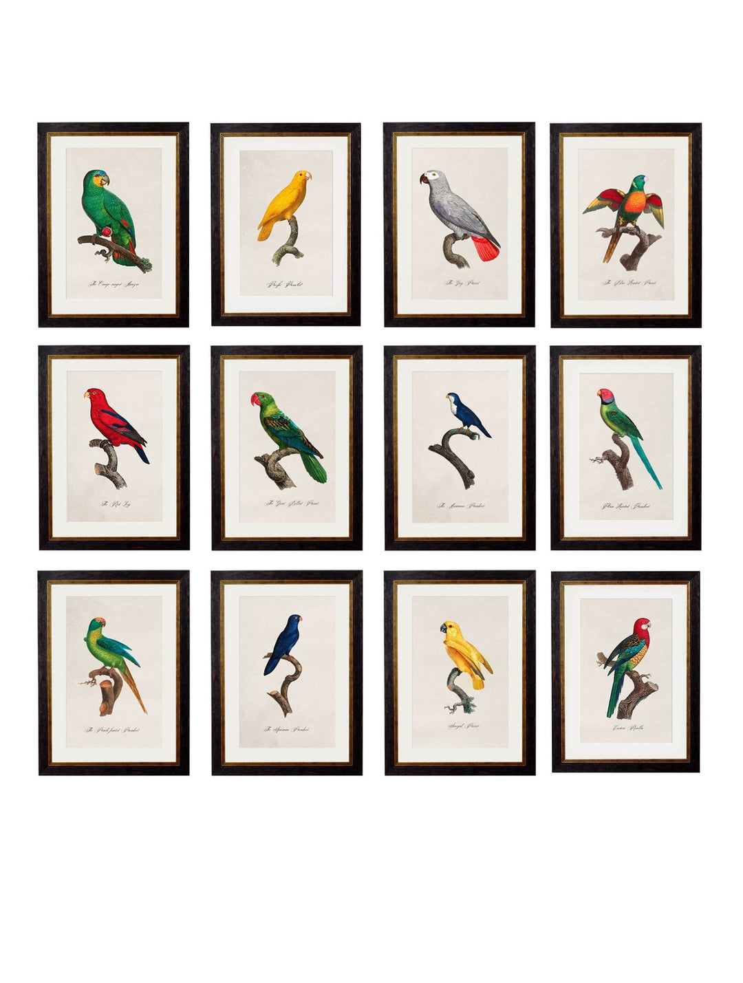 C.1800's Collection of Parrots - TheArtistsQuarter