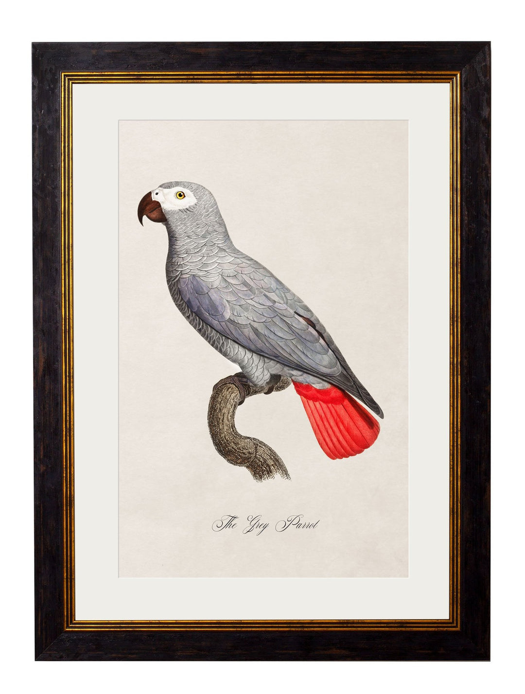 C.1800's Collection of Parrots - TheArtistsQuarter