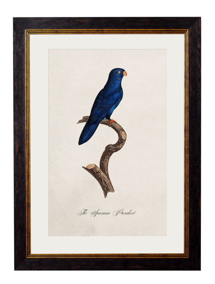 C.1800's Collection of Parrots - TheArtistsQuarter