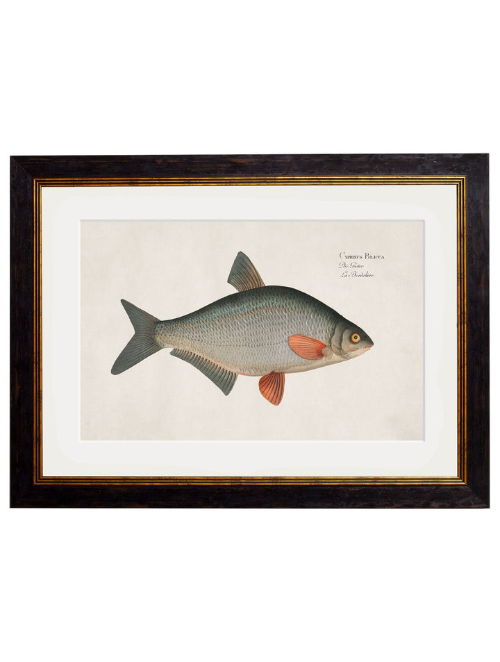 c.1785 Fresh Water Fish - TheArtistsQuarter