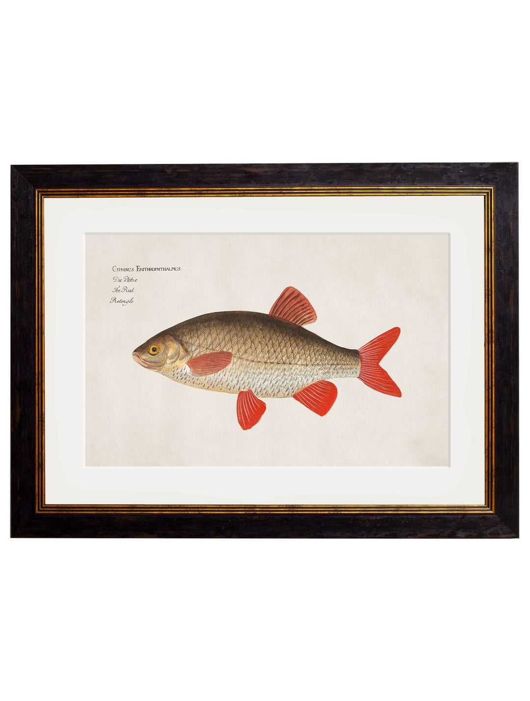 c.1785 Fresh Water Fish - TheArtistsQuarter