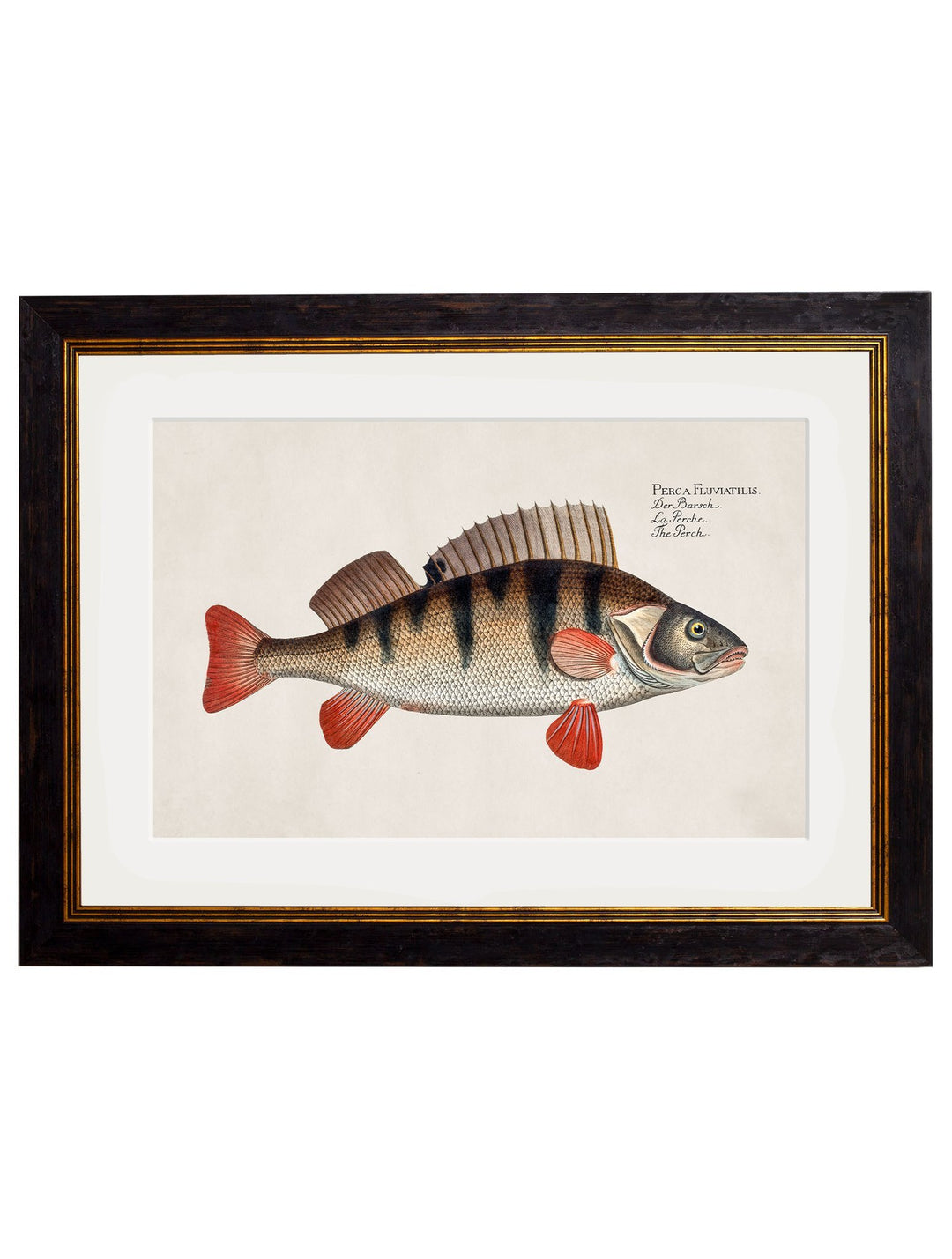 c.1785 Fresh Water Fish - TheArtistsQuarter